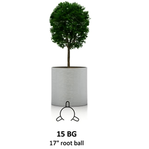 CAD Drawings Tree Stake Solutions LLC 15 BG Root Ball